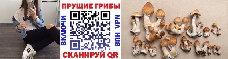 Псилоцибиновые грибы MAGIC MUSHROOMS Аткарск